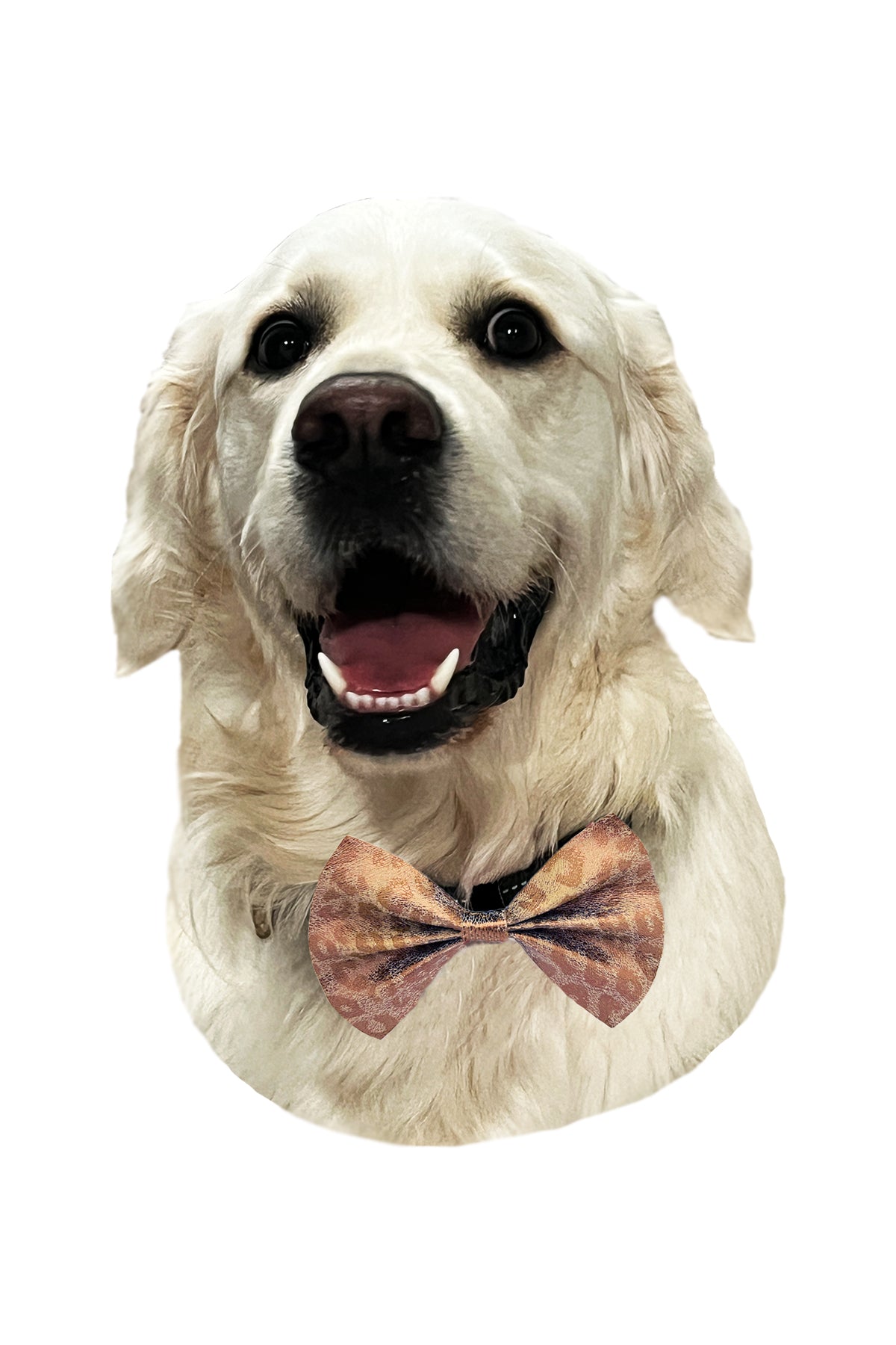 Feeling Lucky BowTie for Dogs