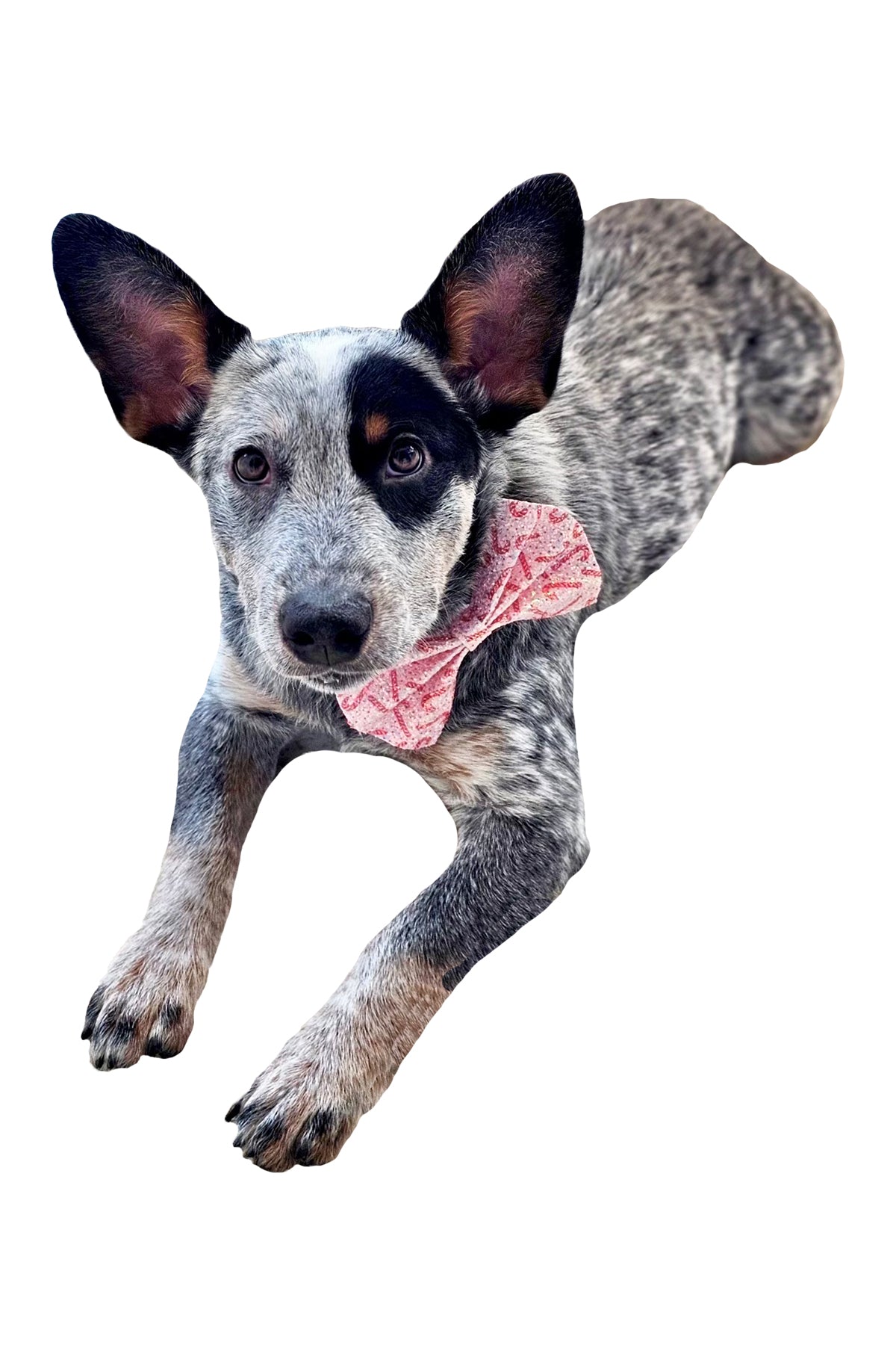 Purple Glitter BowTie for Dogs